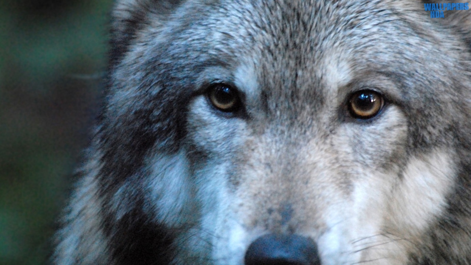 Gray wolf by dave johnson wallpaper 1280x768
