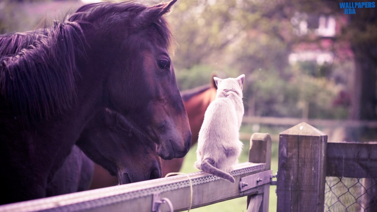 Horse cat friendship wallpaper 1600x900