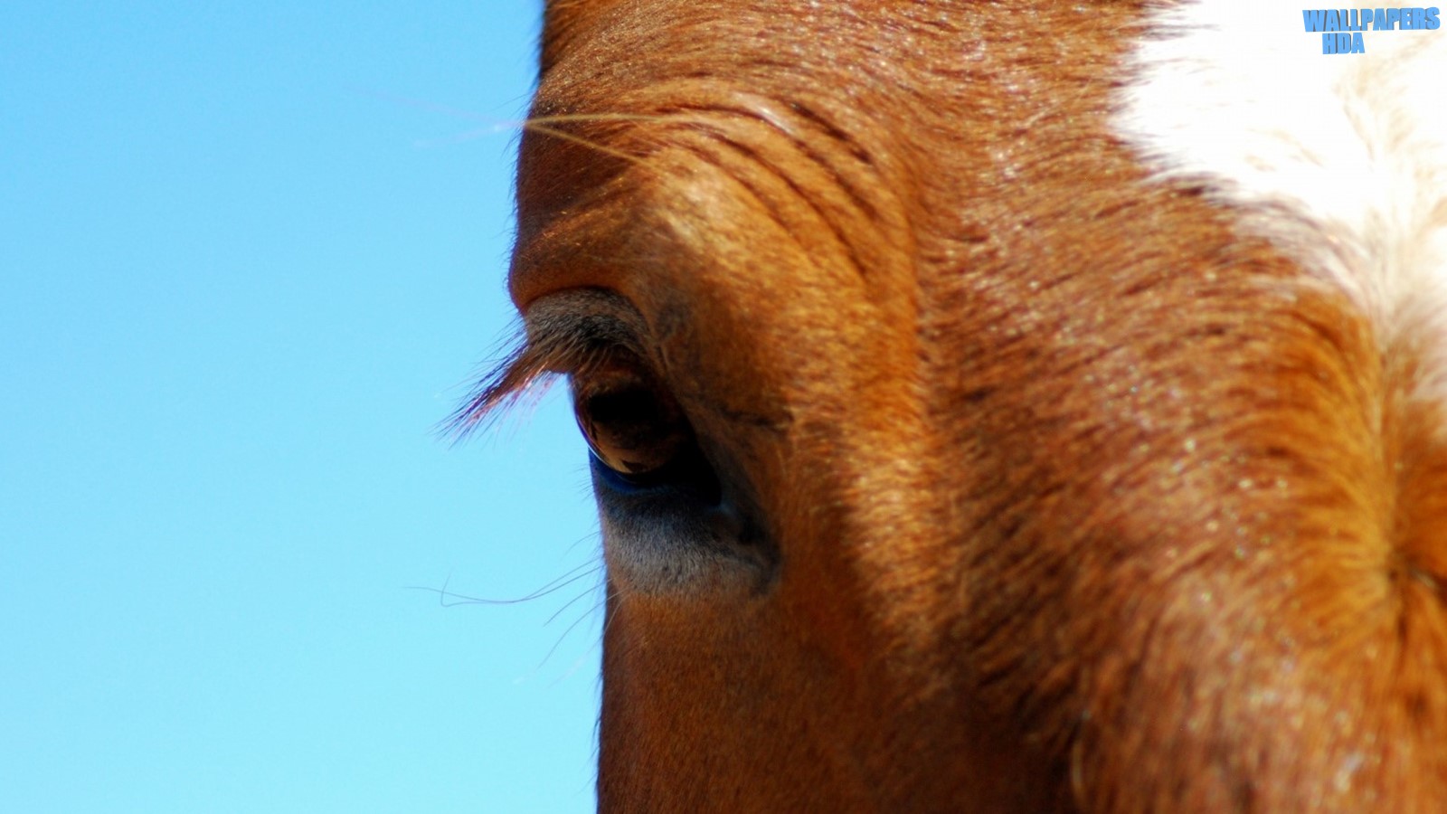 Horse eye wallpaper 1600x900