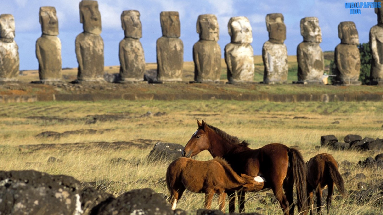 Horses of easter island chile wallpaper 1600x900