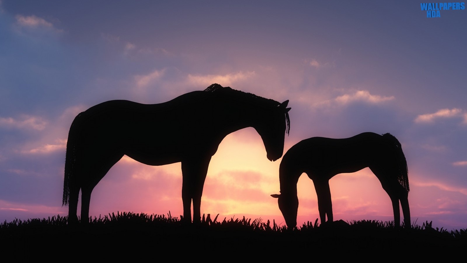 Horses sunset silhouette wallpaper 1600x900