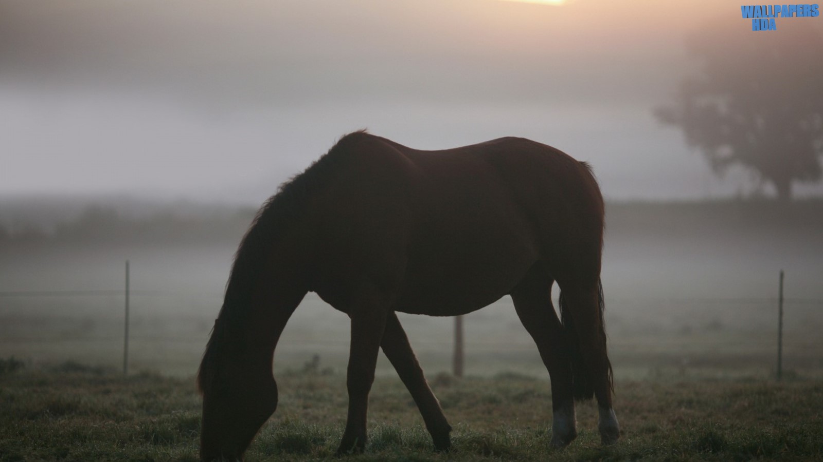 Morning mist horse wallpaper 1600x900