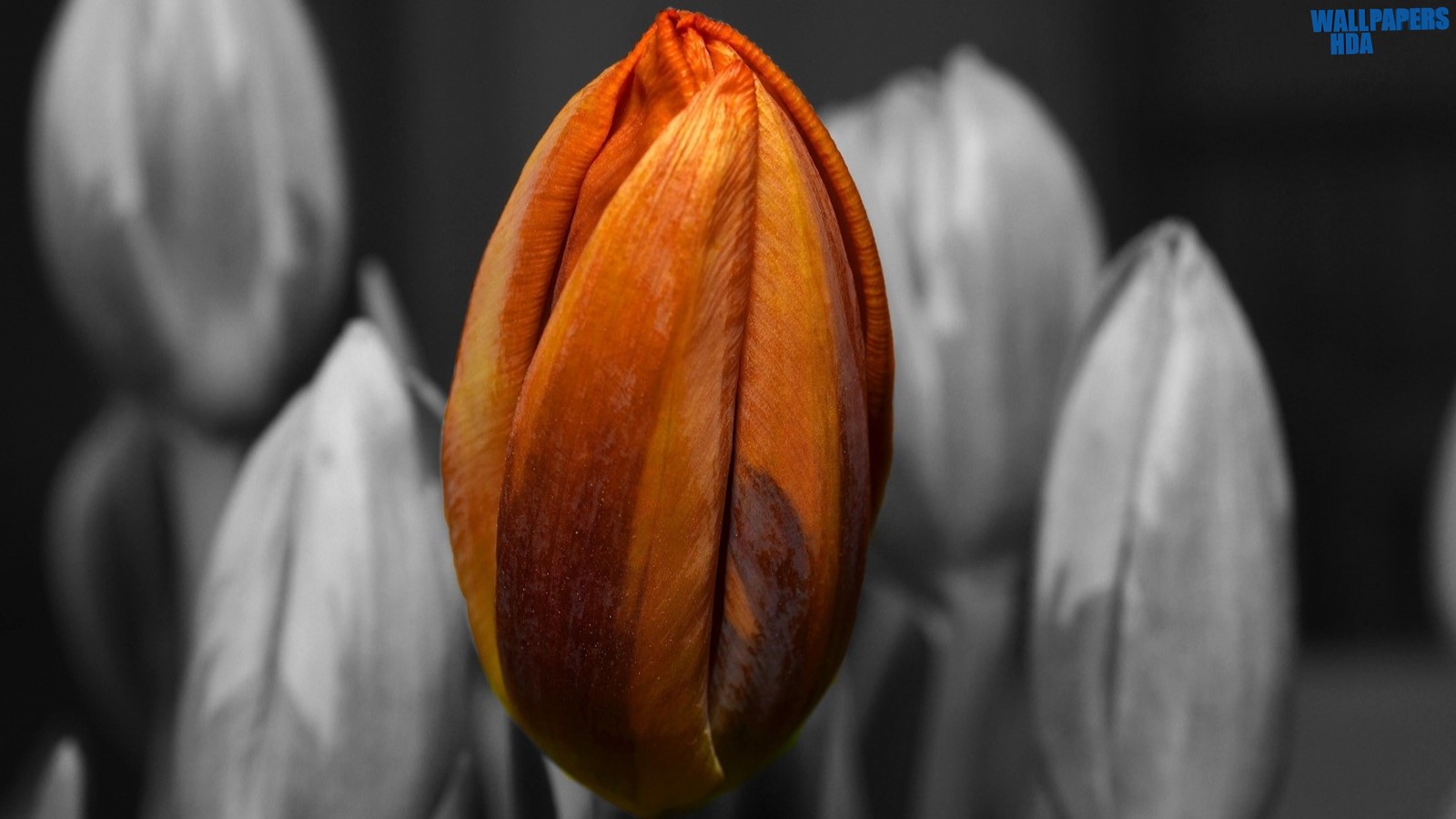 Orange tulip black and white background wallpaper 1600x900