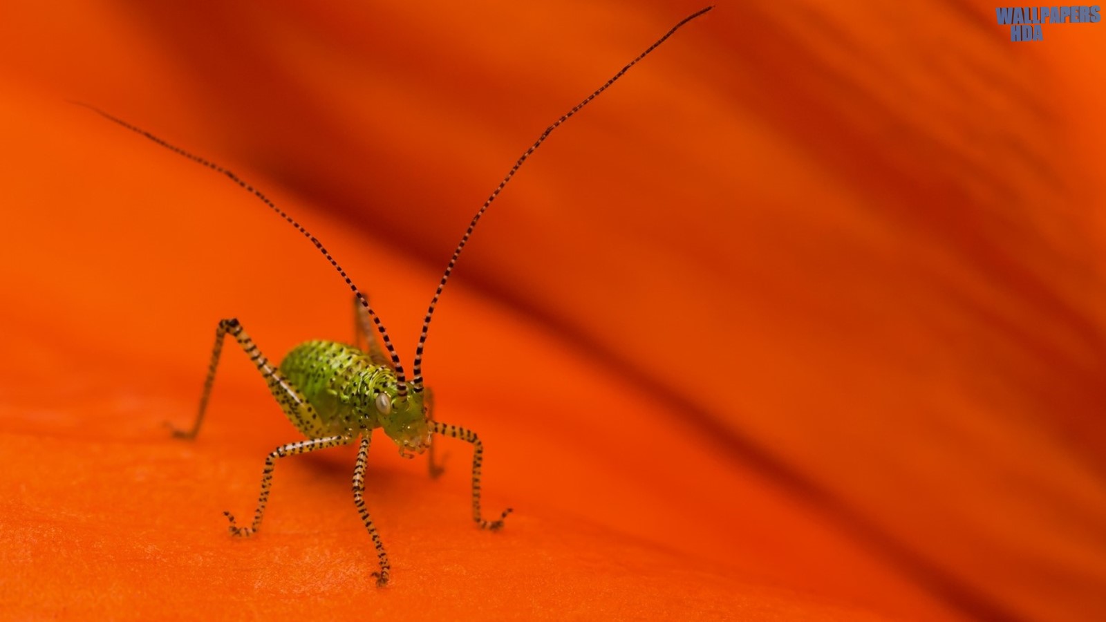 Striped grasshopper macro wallpaper 1600x900