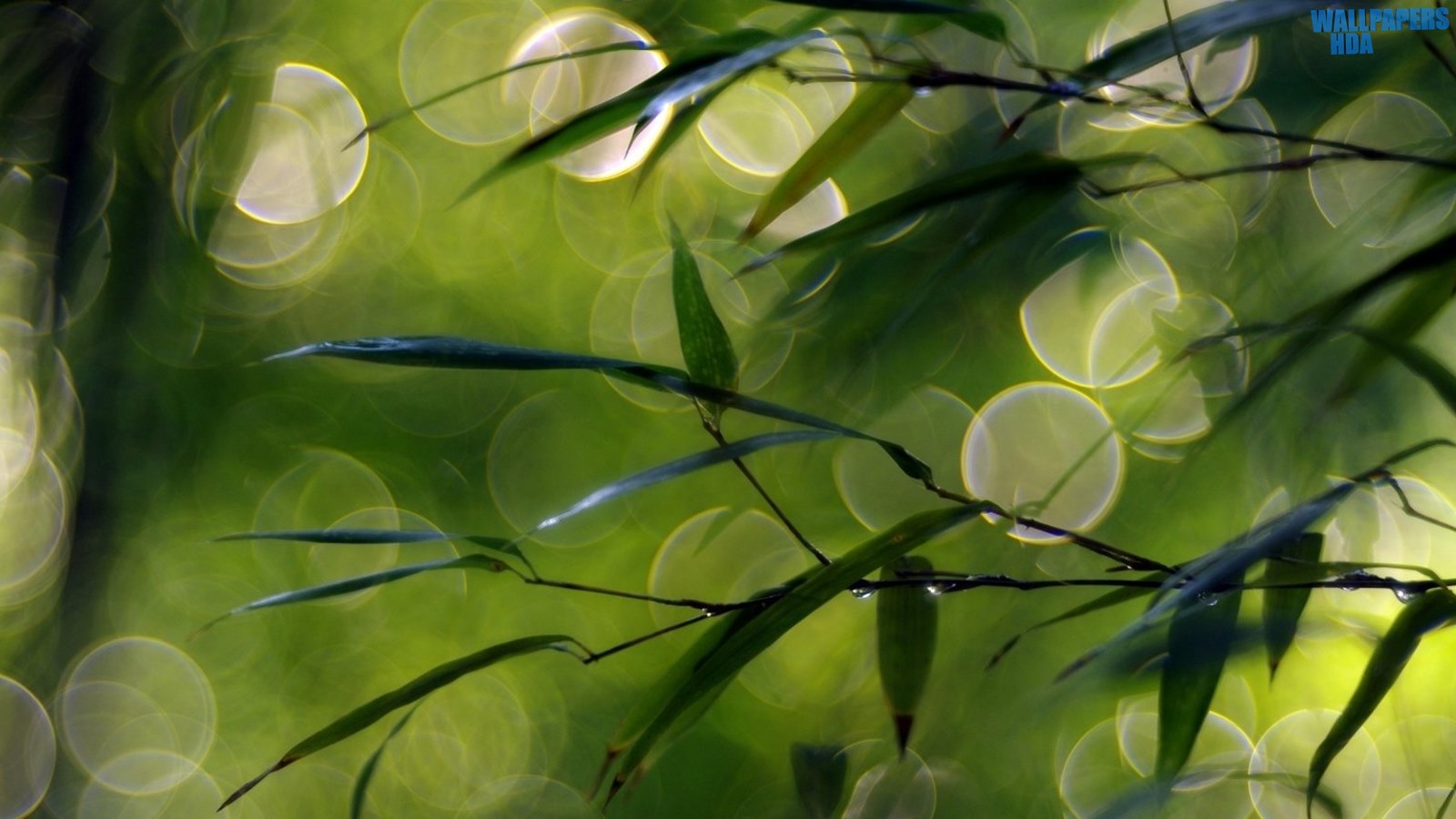 Thin green leaves wallpaper 1600x900