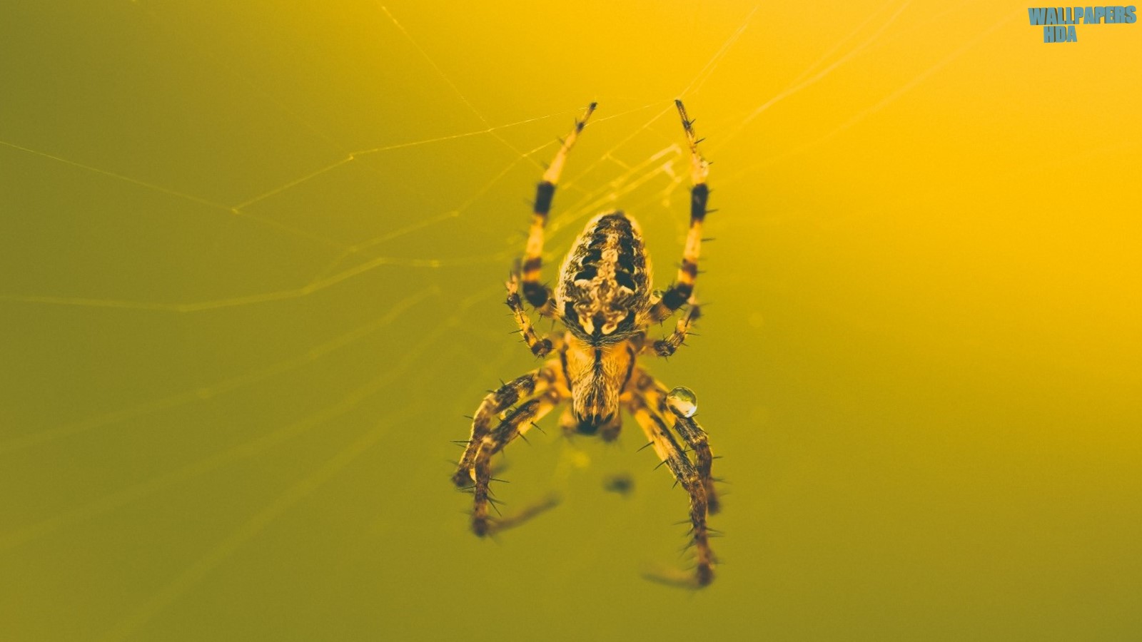 This awesome spider wallpaper 1600x900