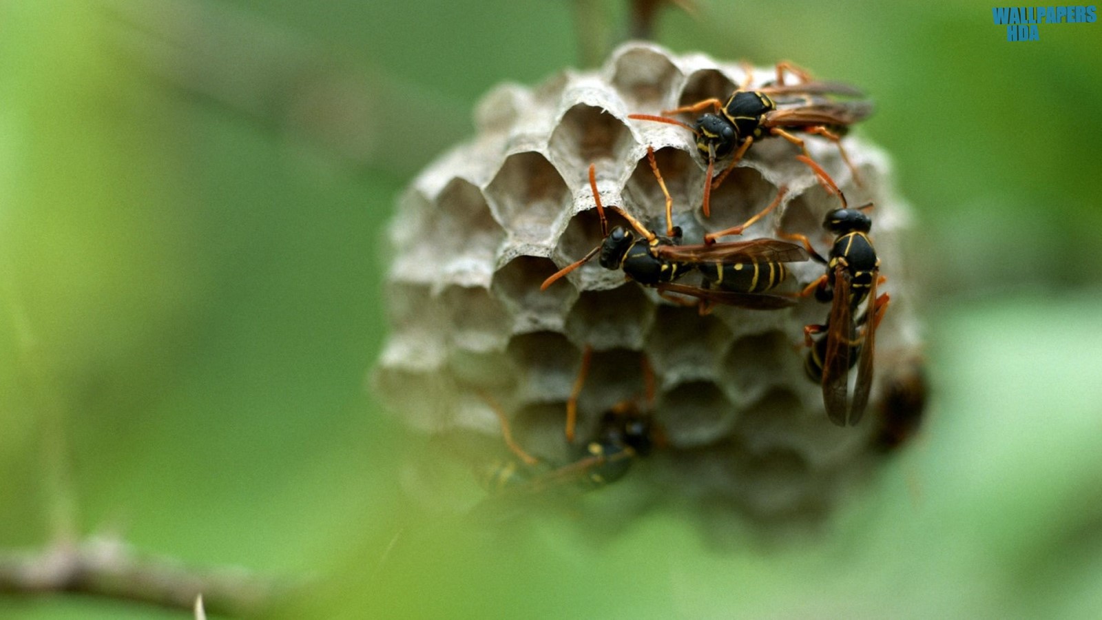 Wasp hives wallpaper 1600x900