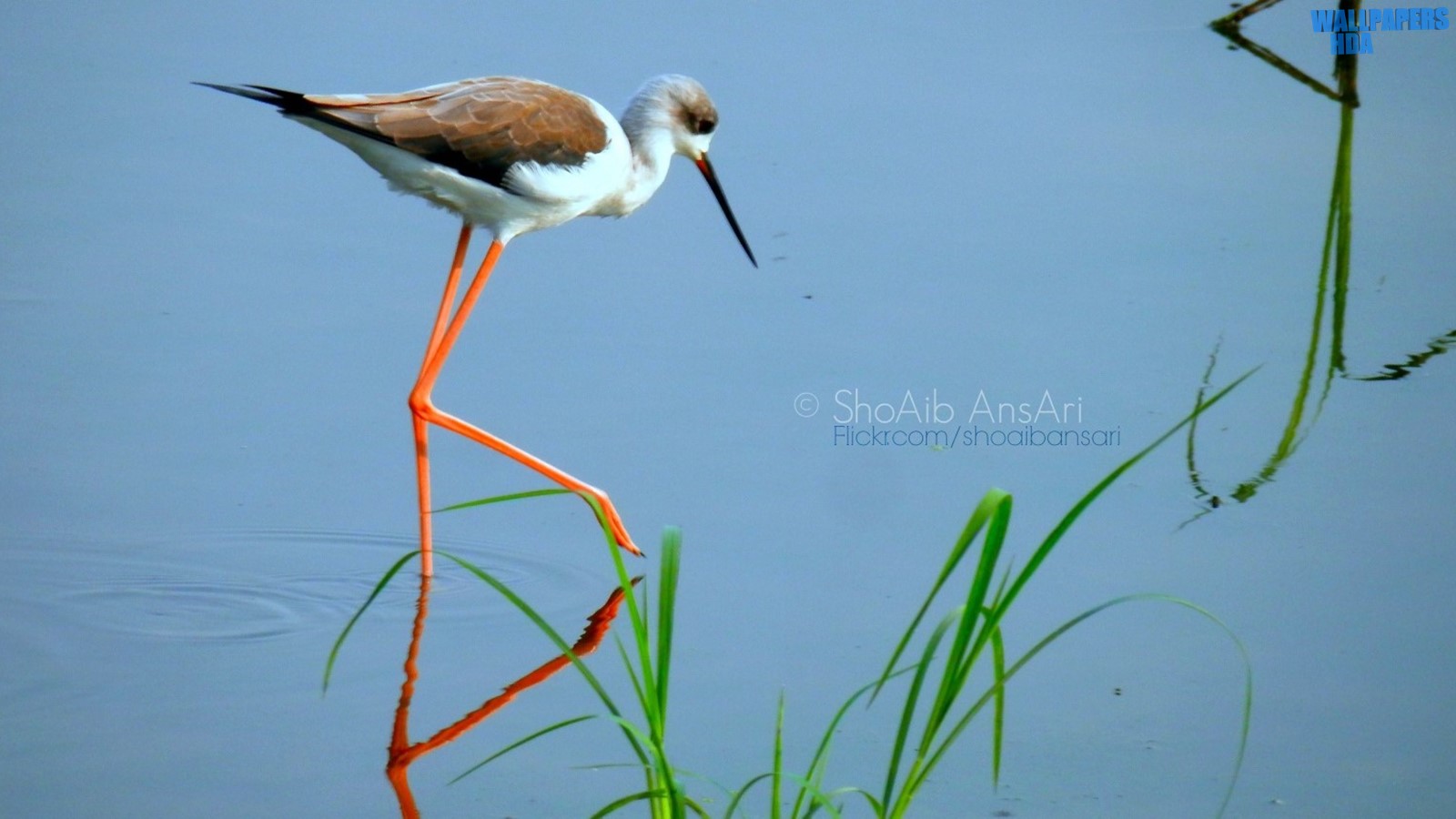 Water bird shoaib photography 4 wallpaper 1600x900