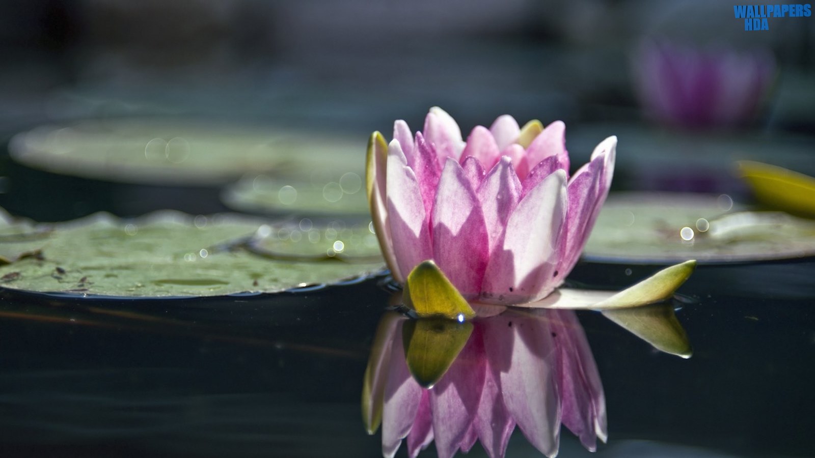 Water lily reflection wallpaper 1600x900