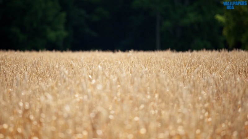 Wheat field location scouting wallpaper 1600x900