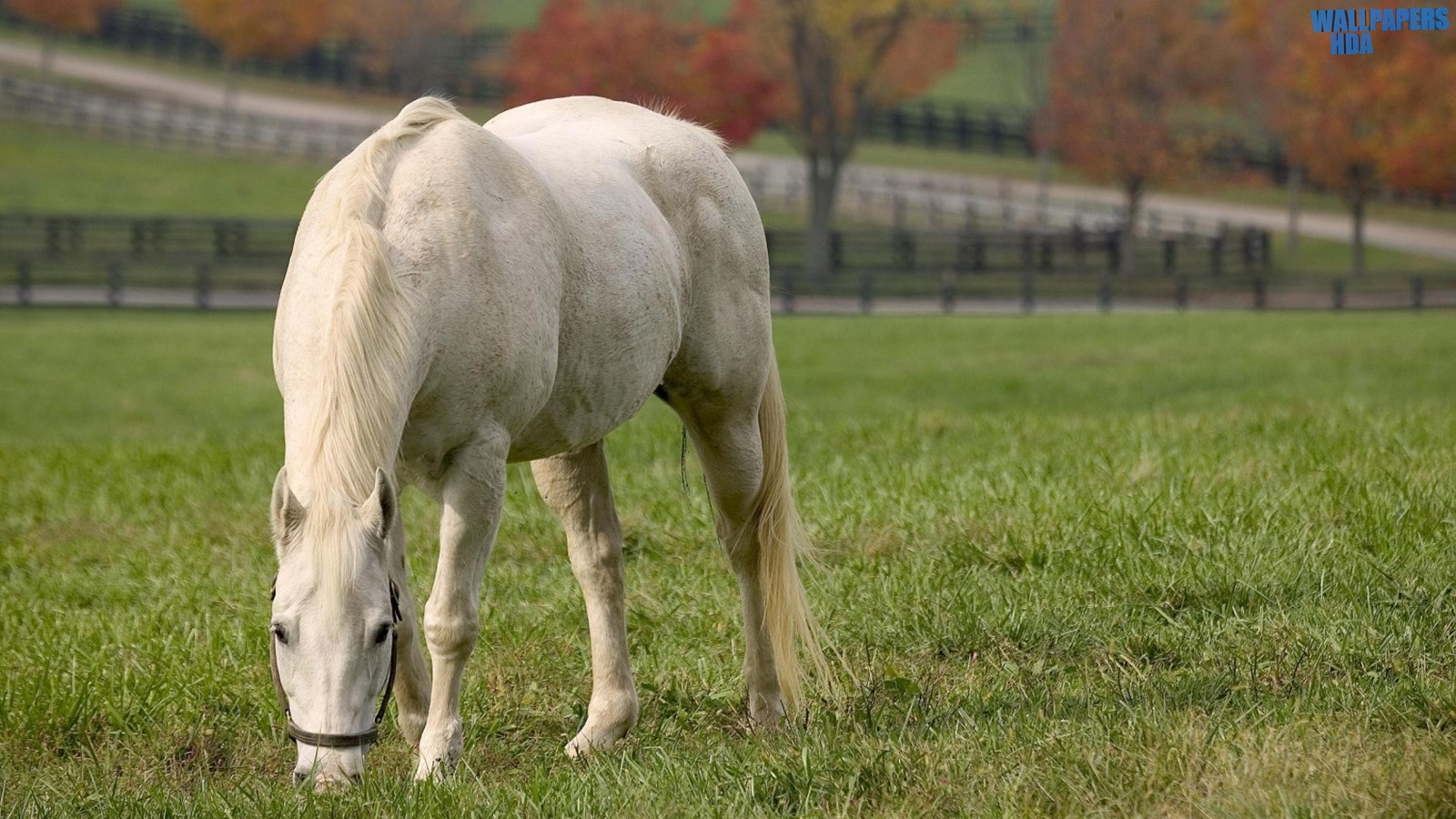 White horse grazing wallpaper 1600x900