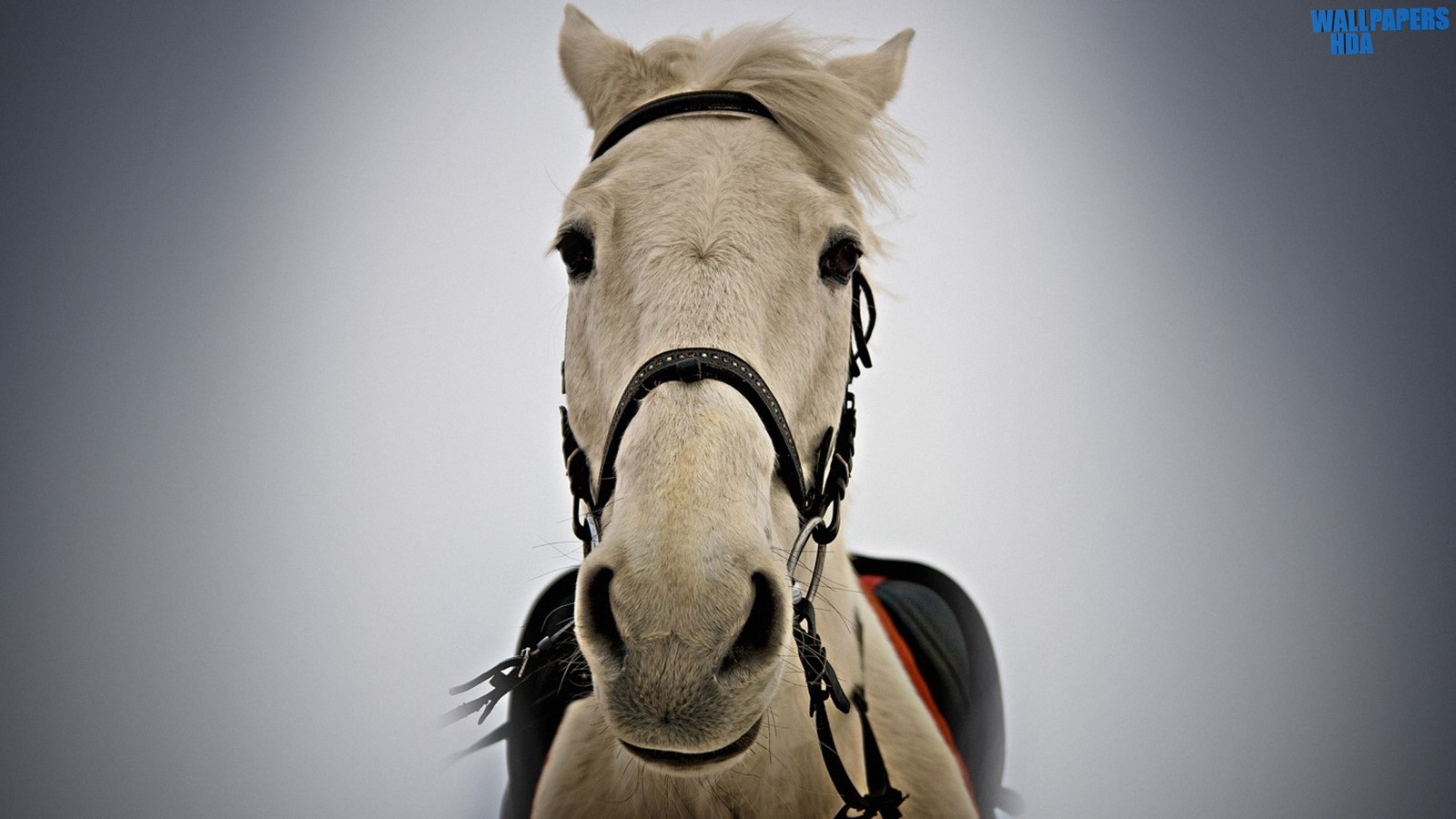 White horse portrait wallpaper 1600x900