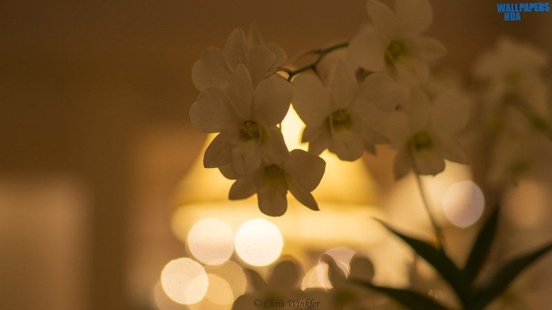 White orchid flowers bokeh wallpaper 1600x900 Article