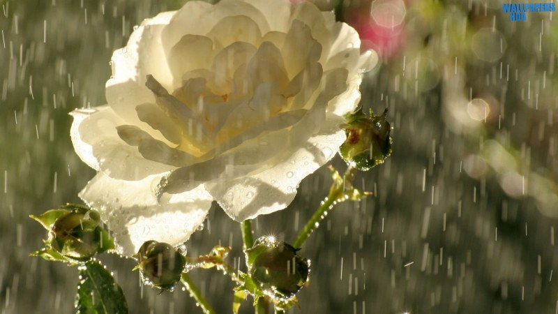 White rose in rain wallpaper 1600x900