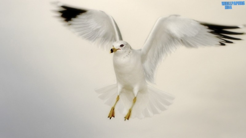 White seagull landing wallpaper 1600x900