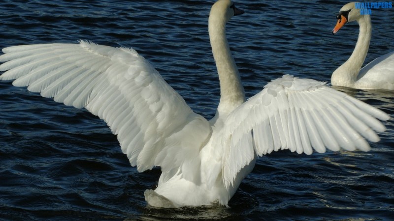 White swans 4 wallpaper 1600x900 Article