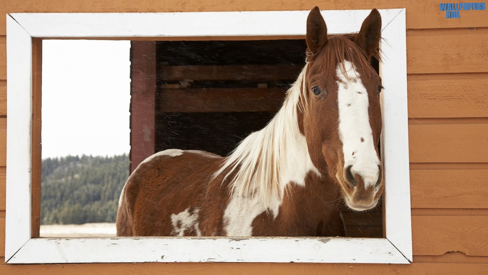 Window watcher horse wallpaper 1600x900