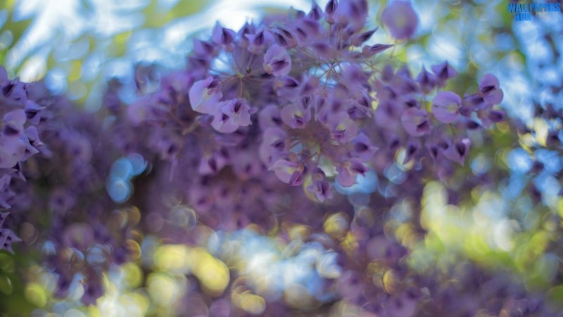 Wisteria flowers wallpaper 1600x900 Article