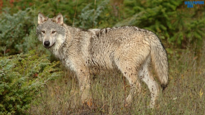Wolf in clearing montana wallpaper 1600x900
