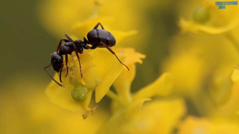 Wood ant waldameise wallpaper 1600x900 Article