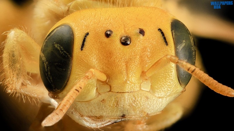 Yellow bee head macro wallpaper 1600x900 Article