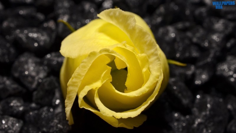 Yellow flower black background wallpaper 1600x900 Article