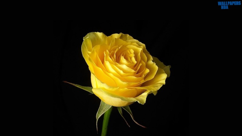 Yellow rose on black background wallpaper 1600x900 Article