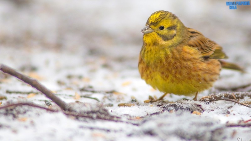 Yellowhammer in a first snow wallpaper 1600x900