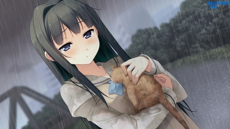 Your diary ayase sayuki anime walking rain kitten care